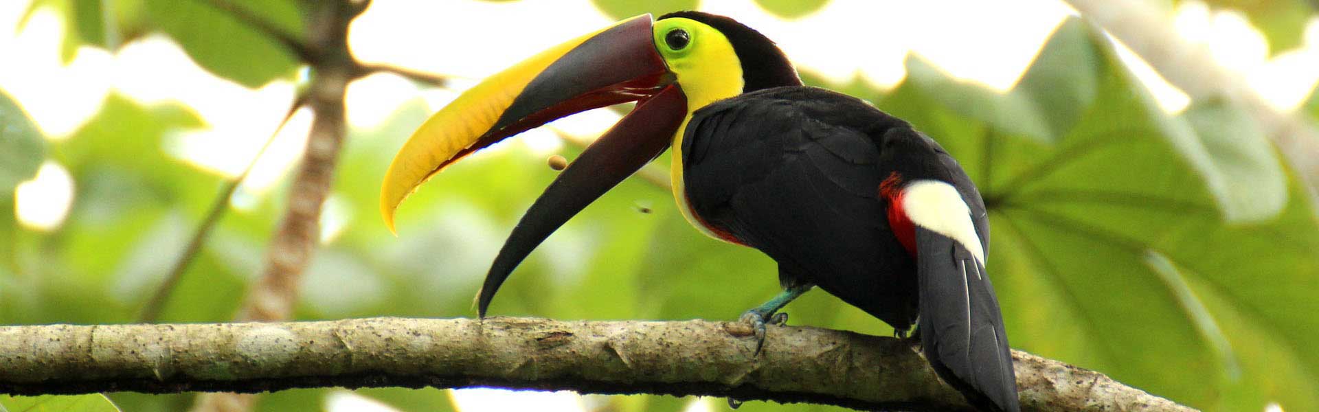 Voyage Costa Rica : Toucan à carène de la jungle du Costa Rica