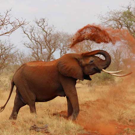 Voyage en afrique : Éléphant se recouvre de terre rouge