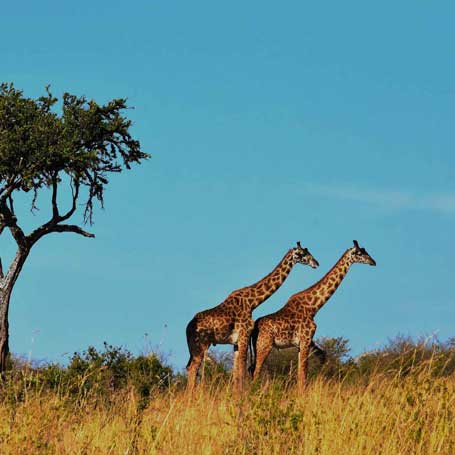 Voyage en Tanzanie : Couple de girafes du parc national de Serengeti 
