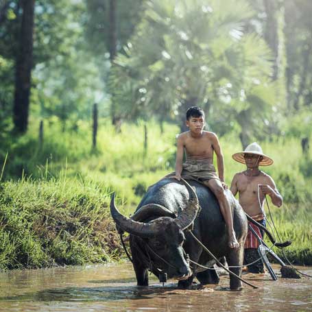 Voyage au Laos : Buffle utilisé pour les travaux d'agriculture au Laos