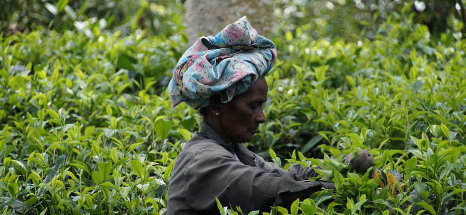 Voyage au Sri Lanka : Cueilleuses de thé à flanc de montagne aux Sri Lanka