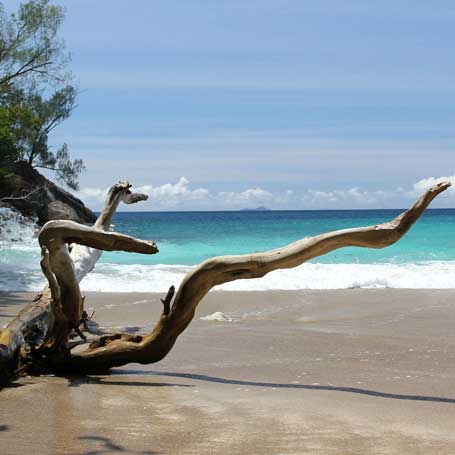 Voyage aux Seychelles : Bois flotté sur la plage de Anse Major à Mahé